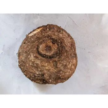 Fresh Elephant Yam 